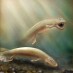 Fóssil pré-histórico revela evolução de peixe para animais de quatro patas