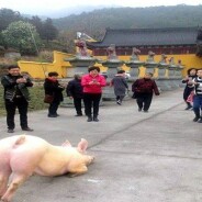 Porco foge de matadouro e se ajoelha em frente a templo budista